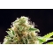 COOKIES HAZE