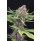 PURPLE KUSH