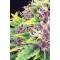 PURPLE KUSH