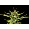 STRAWBERRY HAZE AUTO