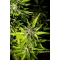 STRAWBERRY HAZE AUTO