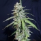 Auto Super Watermelon